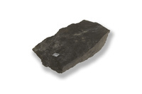 M 04826
<br/>
twee platte handstukken van Steenkool met afdrukken van planten
<br/>
<em></em>